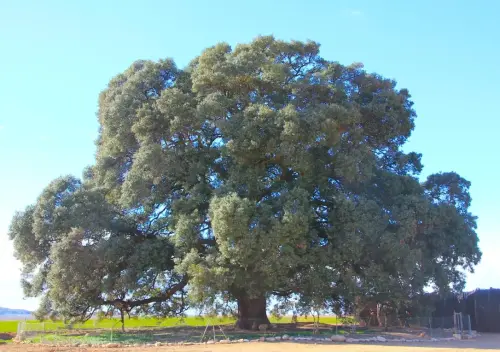 Arbol-singular-Pozo-Canada-Encina-de-Torremahiques