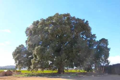 Arbol-singular-Pozo-Canada-Encina-de-Torremahiques2