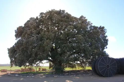 Arbol-singular-Pozo-Canada-Encina-de-Torremahiques3