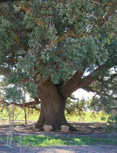 Arbol-singular-Pozo-Canada-Encina-de-Torremahiques4