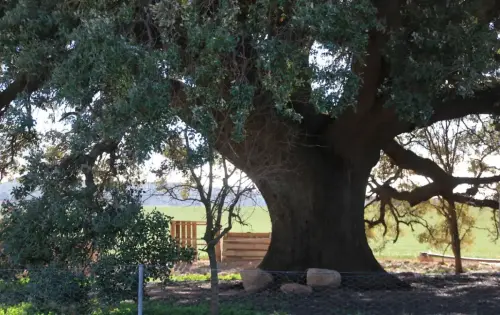 Arbol-singular-Pozo-Canada-Encina-de-Torremahiques5