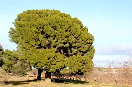Arbol-singular-Pozo-Canada-Pinos-de-Los-Hitos