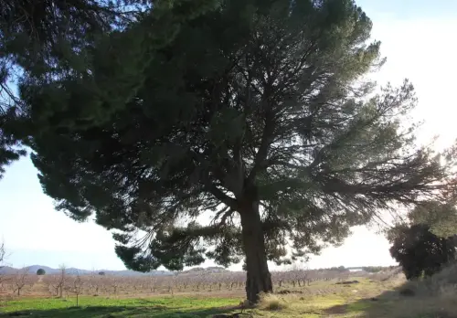 Arbol-singular-Pozo-Canada-Pinos-de-Los-Hitos2