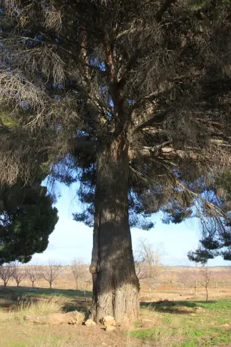 Arbol-singular-Pozo-Canada-Pinos-de-Los-Hitos3