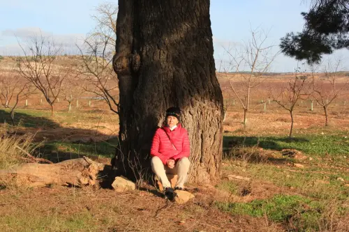Arbol-singular-Pozo-Canada-Pinos-de-Los-Hitos4