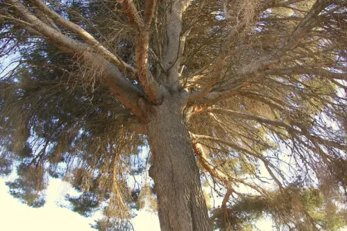 Arbol-singular-Pozo-Canada-Pinos-de-Los-Hitos5