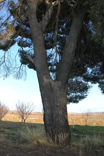 Arbol-singular-Pozo-Canada-Pinos-de-Los-Hitos6