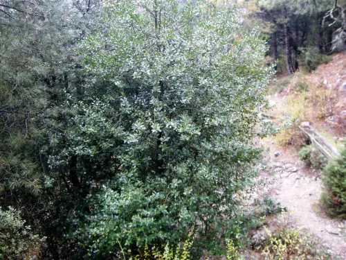 Arbol-singular-Riopar-Calar-del-Mundo-Acebo-de-Las-Raigadas