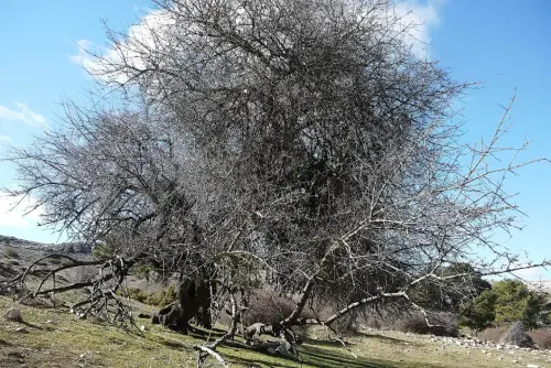 Arbol-singular-Riopar-Calar-del-Mundo-Cerezo-de-Mahoma-guindo-del-Pozo-La-Bomba
