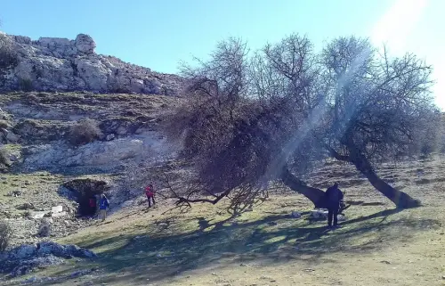 Arbol-singular-Riopar-Calar-del-Mundo-Cerezo-de-Mahoma-guindo-del-Pozo-La-Bomba2
