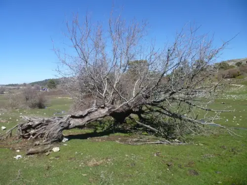 Arbol-singular-Riopar-Calar-del-Mundo-Cerezo-de-Mahoma-guindo-del-Pozo-La-Bomba5