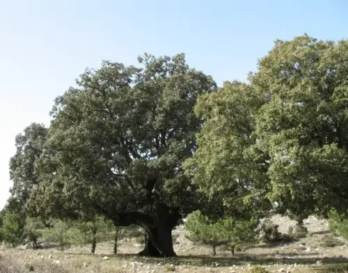 Arbol-singular-Riopar-Calar-del-Mundo-Olmo-de-montana-de-la-Torca-de-los-Melojos