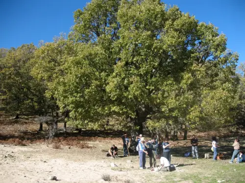 Arbol-singular-Riopar-Calar-del-Mundo-Olmo-de-montana-de-la-Torca-de-los-Melojos2