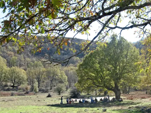 Arbol-singular-Riopar-Calar-del-Mundo-Olmo-de-montana-de-la-Torca-de-los-Melojos3