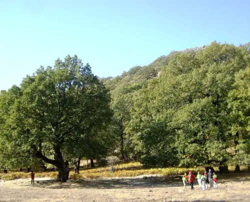 Arbol-singular-Riopar-Calar-del-Mundo-Olmo-de-montana-de-la-Torca-de-los-Melojos4