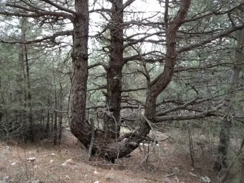 Arbol-singular-Riopar-Calar-del-Mundo-Pinos-