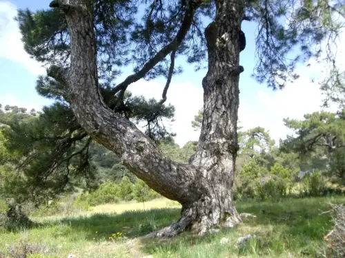 Arbol-singular-Riopar-Calar-del-Mundo-Pinos2
