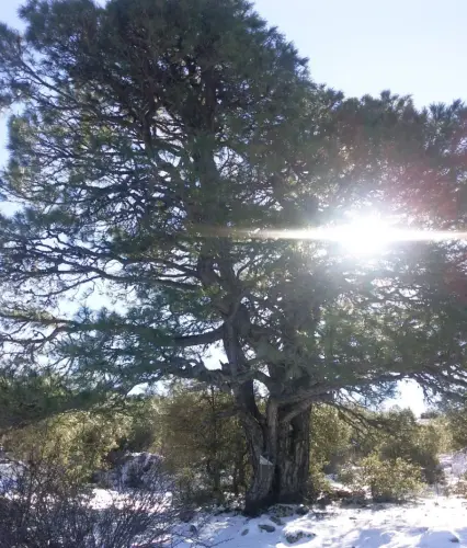 Arbol-singular-Riopar-Calar-del-Mundo-Pinos3