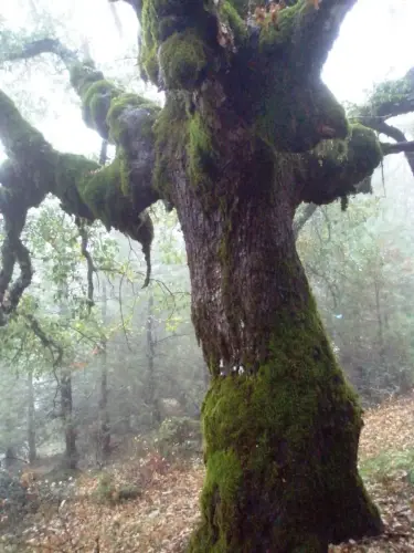 Arbol-singular-Riopar-Calar-del-Mundo-Robles2