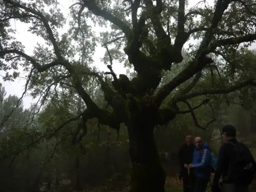 Arbol-singular-Riopar-Calar-del-Mundo-Robles3