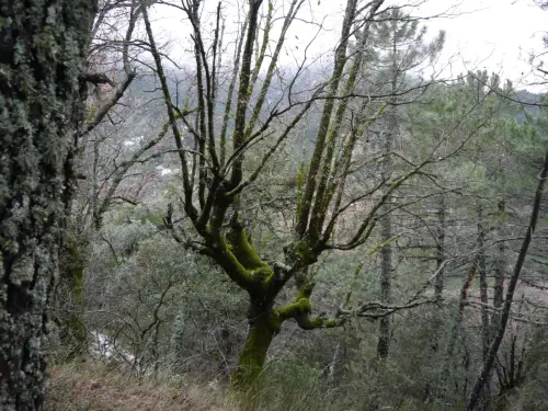 Arbol-singular-Riopar-Calar-del-Mundo-Robles4