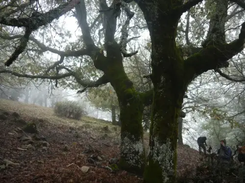 Arbol-singular-Riopar-Calar-del-Mundo-Robles5