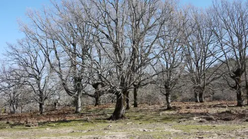 Arbol-singular-Riopar-Calar-del-Mundo-Robles7