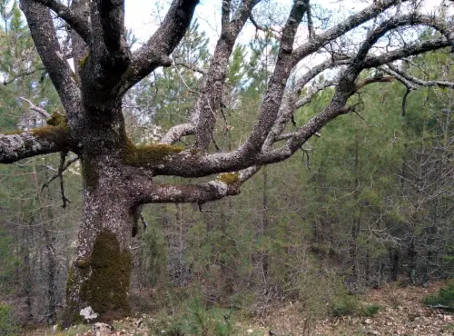Arbol-singular-Riopar-Calar-del-Mundo-Robles8