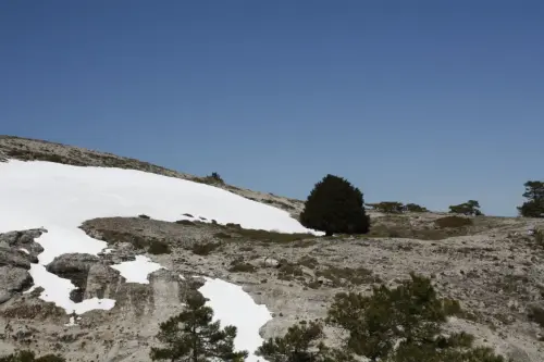 Arbol-singular-Riopar-Calar-del-Mundo-Tejo-Gordo