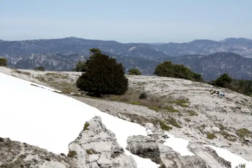 Arbol-singular-Riopar-Calar-del-Mundo-Tejo-Gordo2
