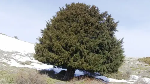 Arbol-singular-Riopar-Calar-del-Mundo-Tejo-Gordo3