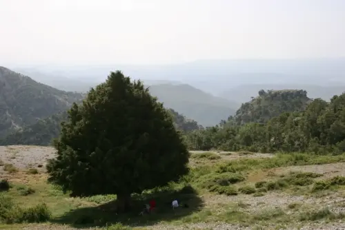 Arbol-singular-Riopar-Calar-del-Mundo-Tejo-Gordo4