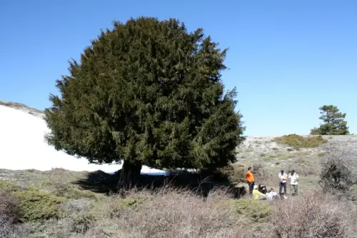 Arbol-singular-Riopar-Calar-del-Mundo-Tejo-Gordo5