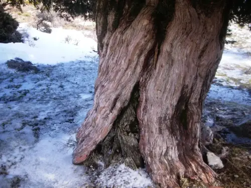 Arbol-singular-Riopar-Calar-del-Mundo-Tejo-Gordo6