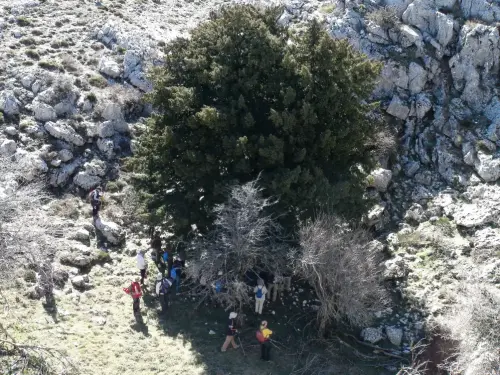 Arbol-singular-Riopar-Calar-del-Mundo-Tejo-de-Los-Viboreros.jpg2 