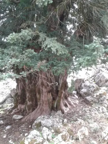 Arbol-singular-Riopar-Calar-del-Mundo-Tejo-de-Los-Viboreros.jpg3 