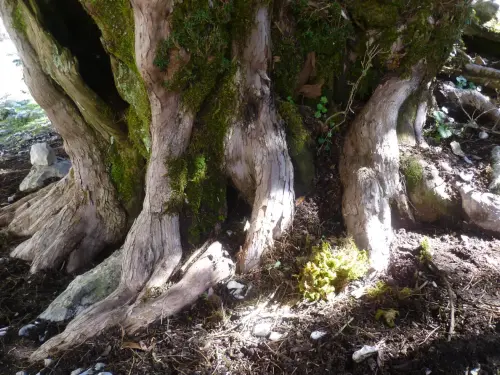 Arbol-singular-Riopar-Calar-del-Mundo-Tejo-de-Los-Viboreros.jpg4 