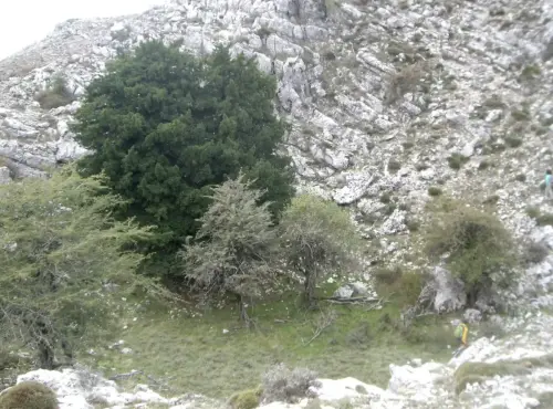 Arbol-singular-Riopar-Calar-del-Mundo-Tejo-de-Los-Viboreros.jpg5 