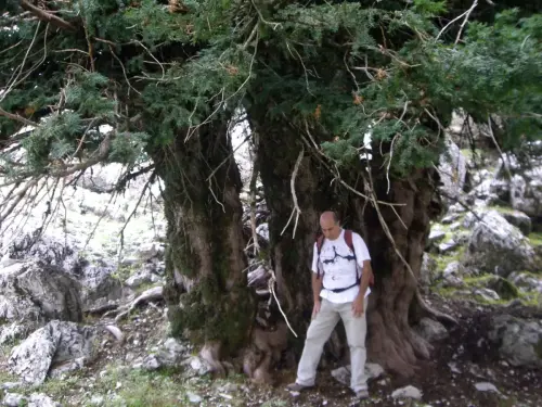 Arbol-singular-Riopar-Calar-del-Mundo-Tejo-de-Los-Viboreros.jpg6 