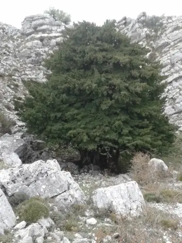 Arbol-singular-Riopar-Calar-del-Mundo-Tejo-de-Los-Viboreros