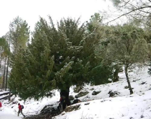 Arbol-singular-Riopar-Calar-del-Mundo-Tejos