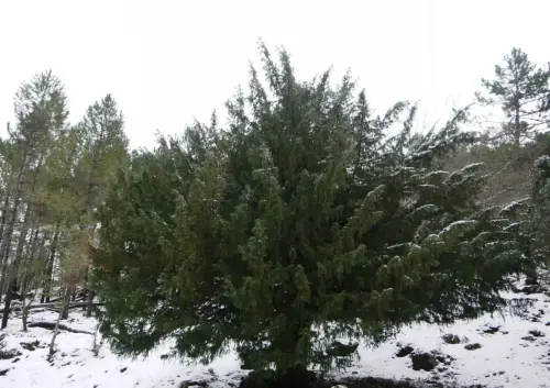 Arbol-singular-Riopar-Calar-del-Mundo-Tejos2