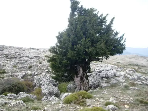 Arbol-singular-Riopar-Calar-del-Mundo-Tejos3