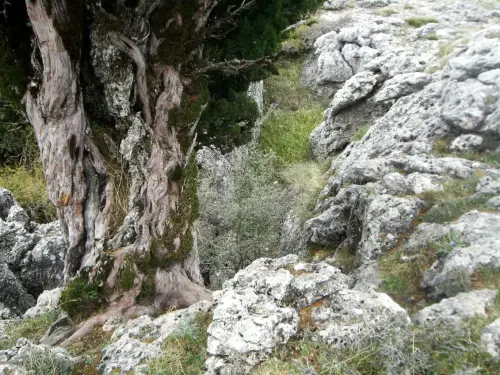 Arbol-singular-Riopar-Calar-del-Mundo-Tejos5