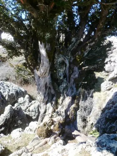 Arbol-singular-Riopar-Calar-del-Mundo-Tejos6