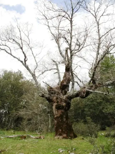 Arbol-singular-Riopar-Calar-del-Mundo-Torca-de-los-Melojos