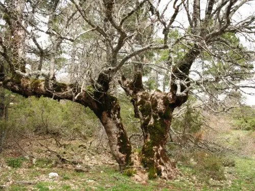 Arbol-singular-Riopar-Calar-del-Mundo-Torca-de-los-Melojos10