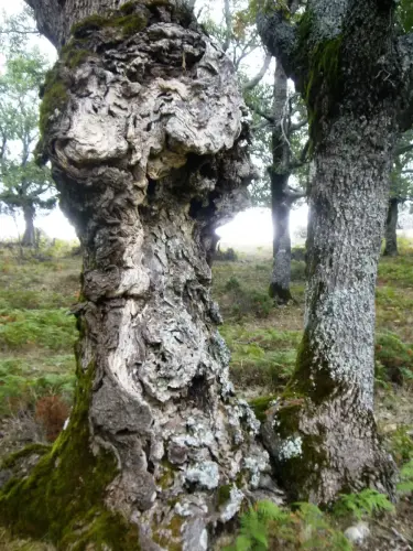 Arbol-singular-Riopar-Calar-del-Mundo-Torca-de-los-Melojos2