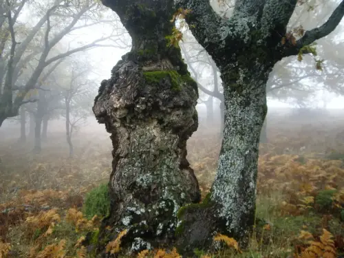 Arbol-singular-Riopar-Calar-del-Mundo-Torca-de-los-Melojos3