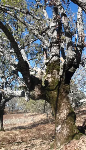 Arbol-singular-Riopar-Calar-del-Mundo-Torca-de-los-Melojos4